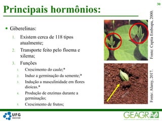  Giberelinas:
1. Existem cerca de 118 tipos
atualmente;
2. Transporte feito pelo floema e
xilema;
3. Funções
1. Crescimento do caule;*
2. Induz a germinação da semente;*
3. Indução a masculinidade em flores
dioicas.*
4. Produção de enzimas durante a
germinação;
5. Crescimento de frutos;
Principais hormônios:
30
Fonte:Alamy,2017.Fonte:CnptiaEmbrapa,2000.
 