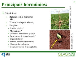  Citocininas:
1. Relação com o hormônio
AIA;
2. Transportado pelo xilema;
3. Funções:
 Divisão celular;*
 Morfogênese;*
 Quebra de dominância apical;*
 Crescimento de brotos laterais;*
 Expansão foliar;
 Retardo da senescência foliar;
 Abertura dos estômatos,
 Desenvolvimento de cloroplastos.
Principais hormônios:
31
Fonte:Alamy,2017.
Fonte:RevistaCultivar,2017.
 