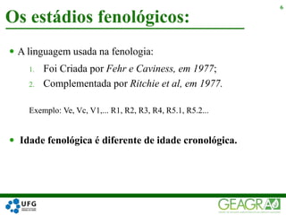  A linguagem usada na fenologia:
1. Foi Criada por Fehr e Caviness, em 1977;
2. Complementada por Ritchie et al, em 1977.
Exemplo: Ve, Vc, V1,... R1, R2, R3, R4, R5.1, R5.2...
 Idade fenológica é diferente de idade cronológica.
Os estádios fenológicos:
6
 