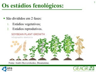  São divididos em 2 fases:
1. Estádios vegetativos;
2. Estádios reprodutivos.
Os estádios fenológicos:
7
Fonte: Andrii Bezvershenko, Dreamstime.
 