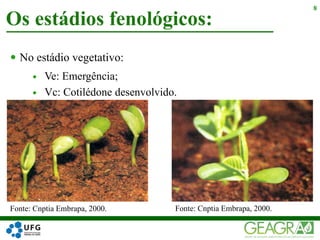  No estádio vegetativo:
 Ve: Emergência;
 Vc: Cotilédone desenvolvido.
Os estádios fenológicos:
8
Fonte: Cnptia Embrapa, 2000. Fonte: Cnptia Embrapa, 2000.
 