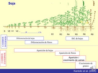 S VE V1 V2 ...
R1 R3 R4 R5 R6 R8
..........IF........................CA
Diferenciación de hojas
Diferenciación de flores
Aparición de hojas
Aparición /
crecimiento de vainas
Crecimiento de
granos
Dif. de hojas
Aparición de flores
CAMBIOS
INTERNOS
CAMBIOS
EXTERNOS Soja
Kantolic et al. (2003)
 