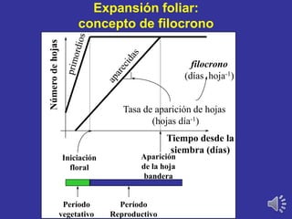 Tiempo desde la
siembra (días)
Númerodehojas
Iniciación
floral
Aparición
de la hoja
bandera
Período
vegetativo
Período
Reproductivo
Tasa de aparición de hojas
(hojas día-1)
filocrono
(días hoja-1)
Expansión foliar:
concepto de filocrono
 