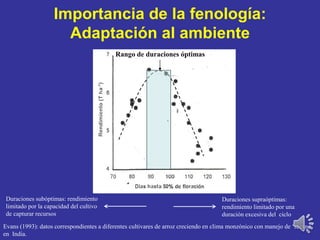 -1)
Importancia de la fenología:
Adaptación al ambiente
Rango de duraciones óptimas
Evans (1993): datos correspondientes a diferentes cultivares de arroz creciendo en clima monzónico con manejo de ‘secano’
en India.
Duraciones supraóptimas:
rendimiento limitado por una
duración excesiva del ciclo
Duraciones subóptimas: rendimiento
limitado por la capacidad del cultivo
de capturar recursos
 