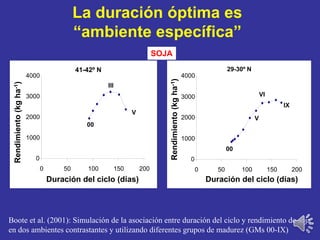 La duración óptima es
“ambiente específica”
Boote et al. (2001): Simulación de la asociación entre duración del ciclo y rendimiento de soja
en dos ambientes contrastantes y utilizando diferentes grupos de madurez (GMs 00-IX)
41-42º N
Duración del ciclo (días)
Rendimiento(kgha-1)
0
1000
2000
3000
4000
0 50 100 150 200
00
V
III
29-30º N
0
1000
2000
3000
4000
0 50 100 150 200
00
IX
V
VI
Duración del ciclo (días)
Rendimiento(kgha-1)
SOJA
 