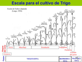 1
1er hoja
2
Comienzo
macollaje
3
Pleno
macollaje
4
Fin
macollaje
5
Espiga a
1cm
6
Primer nudo
Visible
7
Segundo nudo
Visible
8
Aparición
última hoja
9
Ligula
visible
10
Vaina
engrosada
10.1
Media espiga
emergida
10.5
Espiga
emergida
11
Formación
de grano
Escala de Feekes adaptada
(Large, 1954)
Escala para el cultivo de Trigo
MADURA-
TIVA
REPRODUC-
TIVA
VEGETATIVA
Fases
Macollaje Encañazón Espigazón
Floración
Llenado
del grano
Etapas
delciclo
Plántula
Emergencia
 