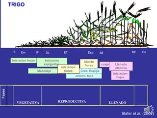 LLENADOREPRODUCTIVAVEGETATIVA
Fases
cuaje Llenado
efectivo
Iniciacion
hojas
Crec. Espiga
crecim. tallo
Iniciacion hojas Iniciacion
espiguillas.
Macollaje
Aborto
flores
Iniciacion
flores
Sowing
Emergence
Flowering Physiol .
maturity
Harvest
Floral
initiation Onset of
grain filling
Terminal
spikelet
initiation
DLS Em At MFEsp CoIF ET
Slafer et al. (2003)
TRIGO
 