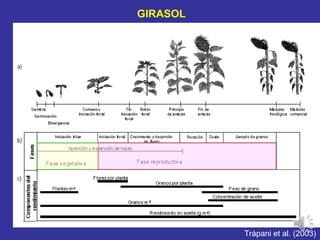 GIRASOL
Trápani et al. (2003)
 