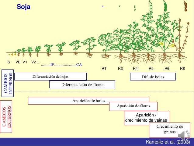 FENOLOGIA DEL TRIGO EBOOK FENOLOGIA DEL TRIGO EBOOK
