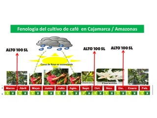 Curva de Roya en ausencia de
control
Fenologia del cultivo de café en Cajamarca / Amazonas
 