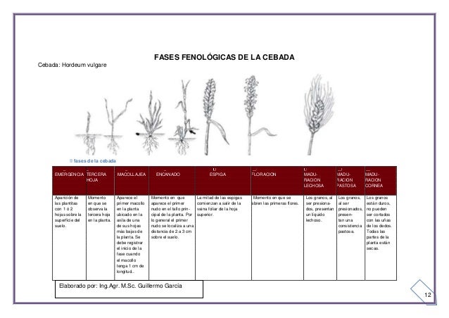 FENOLOGIA DEL TRIGO EBOOK FENOLOGIA DEL TRIGO EBOOK