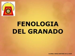 FENOLOGIA
DEL GRANADO
ALUMNO: DENIS MARTINEZ DE LA CRUZ
 