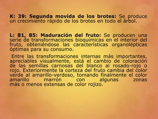  BIBLIOGRAFIA CONSULTADA:
 http://books.google.com.co/books?id=Td5TXkXrBOEC&pg=PA1
73&dq=fenologia+del+granado&hl=es-
41...