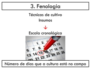 3. Fenologia
→
Técnicas de cultivo
Insumos
Escala cronológica
Número de dias que a cultura está no campo
 