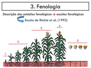 3. Fenologia
1
2
3
4
5
Descrição dos estádios fenológicos escalas fenológicas
→
Escala de Ritchie et al. (1993)
 