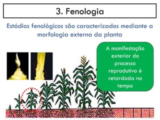 3. Fenologia
Estádios fenológicos são caracterizados mediante a
morfologia externa da planta
A manifestação
exterior do
processo
reprodutivo é
retardada no
tempo
 