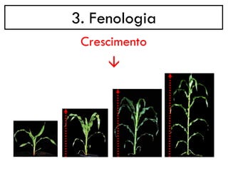 3. Fenologia
→
Crescimento
 