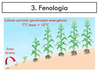 3. Fenologia
Soma
térmica
Cálculo período germinação-emergência
T°C base = 10°C
 