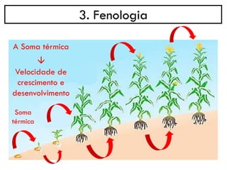 3. Fenologia
Soma
térmica
A Soma térmica
→
Velocidade de
crescimento e
desenvolvimento
 