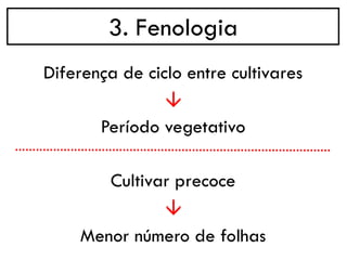 3. Fenologia
→
Diferença de ciclo entre cultivares
Período vegetativo
→
Cultivar precoce
Menor número de folhas
 