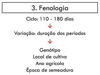 3. Fenologia
→
Ciclo: 110 - 180 dias
→
Variação: duração dos períodos
Genótipo
Local de cultivo
Ano agrícola
Época de semeadura
 