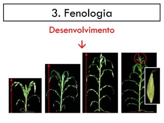 3. Fenologia
→
Desenvolvimento
 