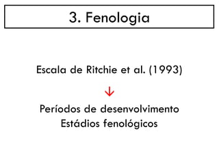 3. Fenologia
→
Escala de Ritchie et al. (1993)
Períodos de desenvolvimento
Estádios fenológicos
 