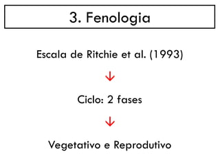 3. Fenologia
→
Escala de Ritchie et al. (1993)
Ciclo: 2 fases
→
Vegetativo e Reprodutivo
 