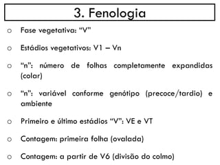 3. Fenologia
o Fase vegetativa: “V”
o Estádios vegetativos: V1 – Vn
o “n”: número de folhas completamente expandidas
(colar)
o “n”: variável conforme genótipo (precoce/tardio) e
ambiente
o Primeiro e último estádios “V”: VE e VT
o Contagem: primeira folha (ovalada)
o Contagem: a partir de V6 (divisão do colmo)
 