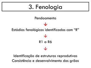 3. Fenologia
→
Pendoamento
Estádios fenológicos identificados com “R”
→
R1 a R6
→
Identificação de estruturas reprodutivas
Consistência e desenvolvimento dos grãos
 
