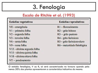 3. Fenologia
O estádio fenológico, V ou R, só será caracterizado na lavoura quando pelo
menos 50% das plantas apresentarem a característica indicativa do mesmo.
Escala de Ritchie et al. (1993)
 