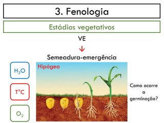 3. Fenologia
→
Estádios vegetativos
VE
Semeadura-emergência
H2O
T°C
O2
Como ocorre
a
germinação?
Hipógea
 