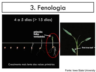 3. Fenologia
4 a 5 dias (> 15 dias)
Crescimento mais lento das raízes primárias
Fonte: Iowa State University
 