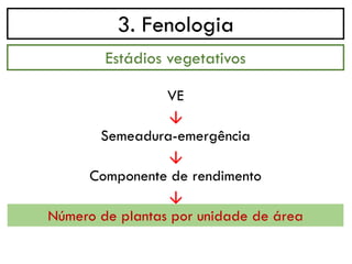 3. Fenologia
→
Estádios vegetativos
VE
Semeadura-emergência
→
Componente de rendimento
→
Número de plantas por unidade de área
 
