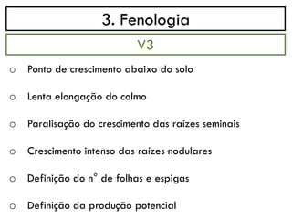 3. Fenologia
o Ponto de crescimento abaixo do solo
o Lenta elongação do colmo
o Paralisação do crescimento das raízes seminais
o Crescimento intenso das raízes nodulares
o Definição do n° de folhas e espigas
o Definição da produção potencial
V3
 