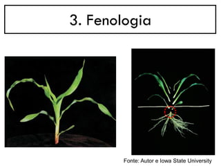 3. Fenologia
Fonte: Autor e Iowa State University
 