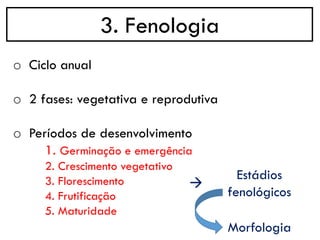 3. Fenologia
o Ciclo anual
o 2 fases: vegetativa e reprodutiva
o Períodos de desenvolvimento
1. Germinação e emergência
2. Crescimento vegetativo
3. Florescimento
4. Frutificação
5. Maturidade
→
Estádios
fenológicos
Morfologia
 