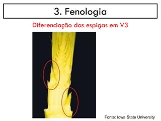 3. Fenologia
Diferenciação das espigas em V3
Fonte: Iowa State University
 