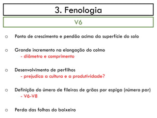 3. Fenologia
o Ponto de crescimento e pendão acima da superfície do solo
o Grande incremento na elongação do colmo
- diâmetro e comprimento
o Desenvolvimento de perfilhos
- prejudica a cultura e a produtividade?
o Definição do úmero de fileiras de grãos por espiga (número par)
- V6-V8
o Perda das folhas do baixeiro
V6
 
