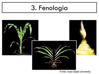 3. Fenologia
Fonte: Iowa State University
 