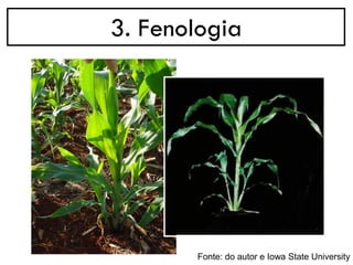 3. Fenologia
Fonte: do autor e Iowa State University
 
