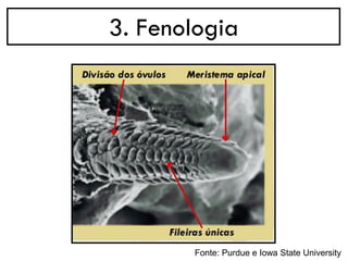 3. Fenologia
Fonte: Purdue e Iowa State University
 