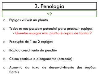 3. Fenologia
o Espigas visíveis na planta
o Todos os nós possuem potencial para produzir espigas
- Quantas espigas uma planta é capaz de formar?
o Produção de 1 ou 2 espigas
o Rápido crescimento do pendão
o Colmo continua o alongamento (entrenós)
o Aumento da taxa de desenvolvimento dos órgãos
florais
V9
 