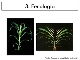 3. Fenologia
Fonte: Purdue e Iowa State University
 
