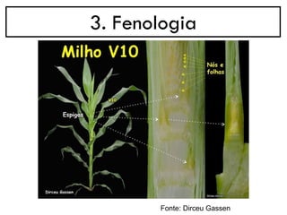 3. Fenologia
Fonte: Dirceu Gassen
 