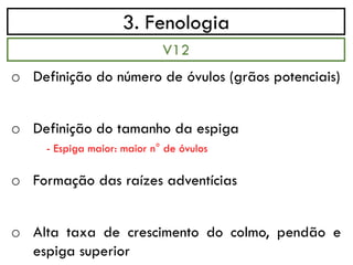 3. Fenologia
o Definição do número de óvulos (grãos potenciais)
o Definição do tamanho da espiga
- Espiga maior: maior n° de óvulos
o Formação das raízes adventícias
o Alta taxa de crescimento do colmo, pendão e
espiga superior
V12
 