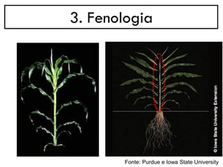 3. Fenologia
Fonte: Purdue e Iowa State University
 