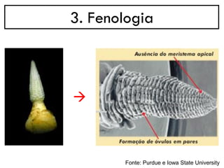 3. Fenologia
→
Fonte: Purdue e Iowa State University
 