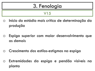 3. Fenologia
o Início do estádio mais crítico de determinação da
produção
o Espiga superior com maior desenvolvimento que
as demais
o Crescimento dos estilos-estigmas na espiga
o Extremidades da espiga e pendão visíveis na
planta
V15
 