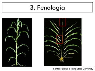 3. Fenologia
Fonte: Purdue e Iowa State University
 